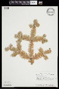 Abies balsamea image
