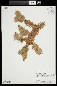 Abies balsamea image