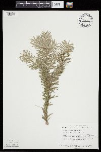 Abies balsamea image