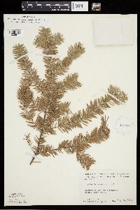 Abies balsamea image
