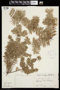Abies balsamea image