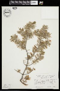 Abies balsamea image