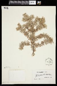Abies balsamea image