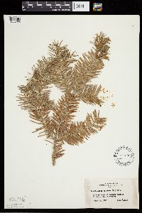 Abies balsamea image
