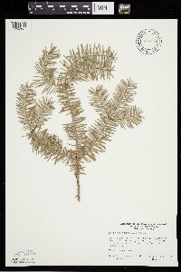 Abies balsamea image