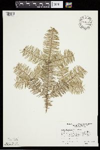 Abies balsamea image