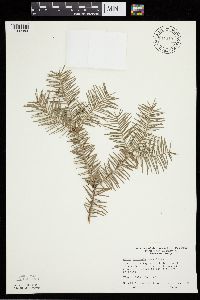 Abies balsamea image