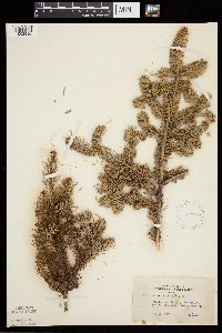 Abies balsamea image