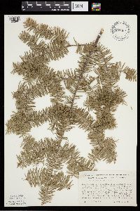Abies balsamea image