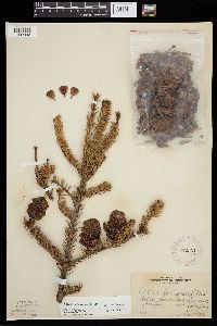 Abies balsamea image