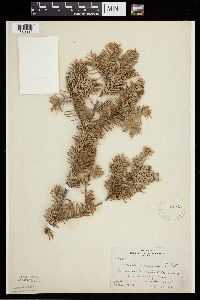 Abies balsamea image