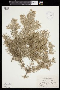 Abies balsamea image