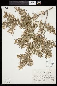 Abies balsamea image