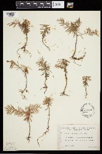 Abies balsamea image