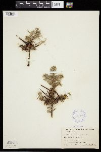 Abies balsamea image