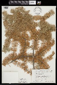 Abies balsamea image