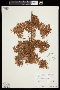 Abies balsamea image