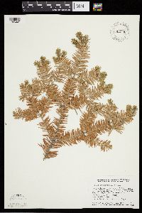 Abies balsamea image