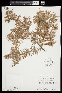 Abies balsamea image