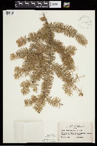 Abies balsamea image