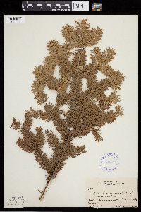 Abies balsamea image