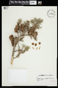 Abies balsamea image