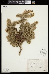 Abies balsamea image