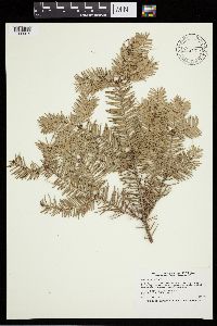 Abies balsamea image