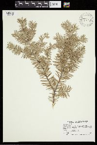 Abies balsamea image