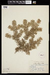 Abies balsamea image