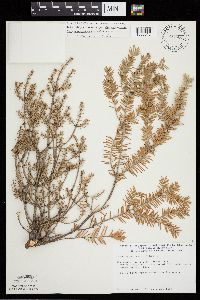 Abies balsamea image