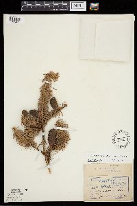 Abies balsamea image