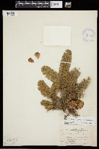 Abies balsamea image