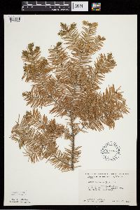 Abies balsamea image