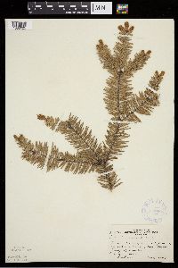 Abies balsamea image