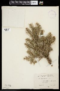 Abies balsamea image