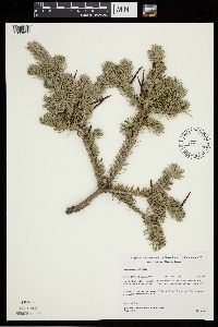 Abies balsamea image