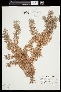 Abies balsamea image