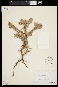 Abies balsamea image