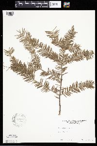 Abies balsamea image
