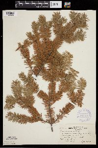 Abies balsamea image