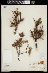 Abies balsamea image