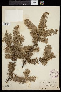 Abies balsamea image