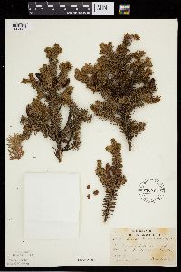 Image Associated With the Occurrence