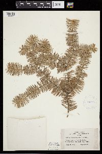 Abies balsamea image