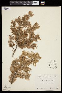 Abies balsamea image