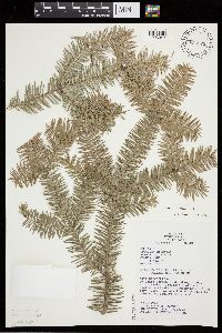 Abies balsamea image