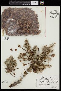 Abies balsamea image