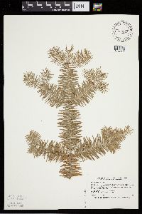 Abies balsamea image