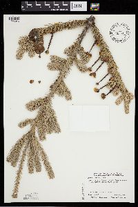 Abies balsamea image